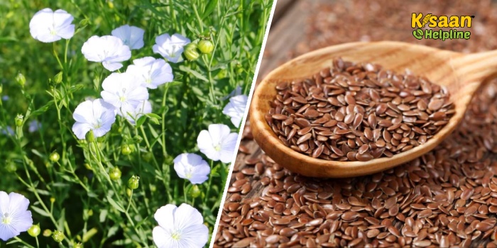 अलसी की खेती, जानिए अलसी की उन्नत उत्पादन तकनीक के बारे में